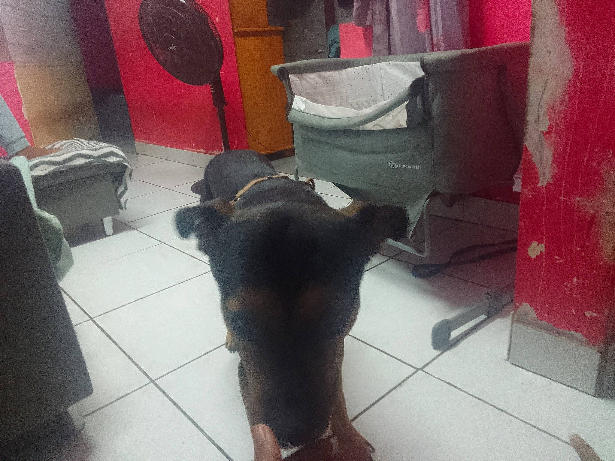 Marron participe au concours pour gagner de l'argent avec cette photo : canidae, carnivore, collar, comfort, companion_dog, dog, dog_breed, fawn, floor, flooring, guard_dog, hardwood, liver, magenta, non_sporting_group, pet_supply, room, sporting_group, tail, working_animal