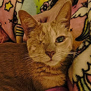Kitt joined the competition — help win amazing prizes! cat, one_eyed_cat, orange_cat, tabby, pet, animal, blanket, colorful_blanket, patterned_blanket, cozy, resting, indoor, feline, whiskers, ears, face, fur, hand, comfort, closeup