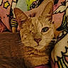 cat, one_eyed_cat, orange_cat, tabby, pet, animal, blanket, colorful_blanket, patterned_blanket, cozy, resting, indoor, feline, whiskers, ears, face, fur, hand, comfort, closeup