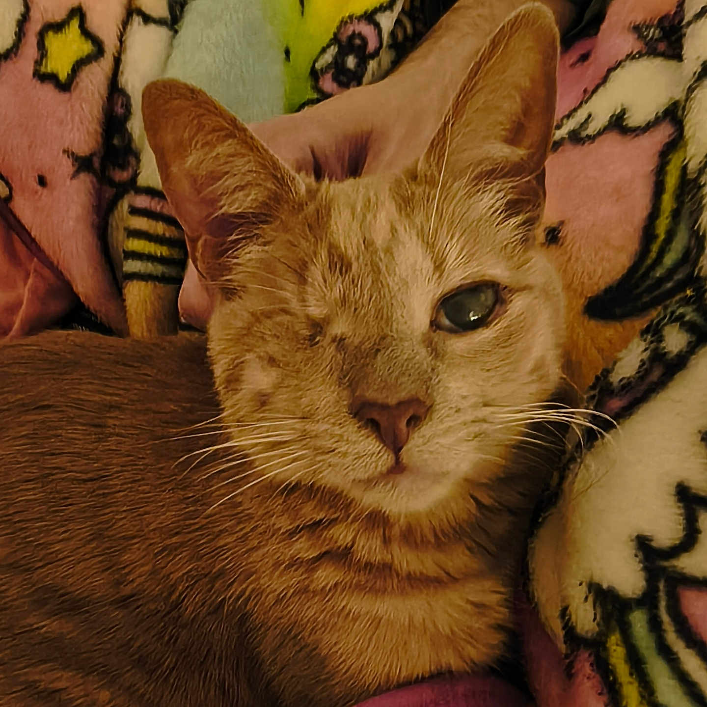 Kitt joined the competition — help win amazing prizes! cat, one_eyed_cat, orange_cat, tabby, pet, animal, blanket, colorful_blanket, patterned_blanket, cozy, resting, indoor, feline, whiskers, ears, face, fur, hand, comfort, closeup