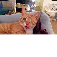 One Eyed Willie joined the competition — help win amazing prizes! cat, orange_tabby, one-eyed_cat, pet, cozy_bed, fairy_lights, indoor, furniture, blanket, comfortable, animal, cute, resting, fur, whiskers, home, relaxed, soft_lighting, domestic, one_eye