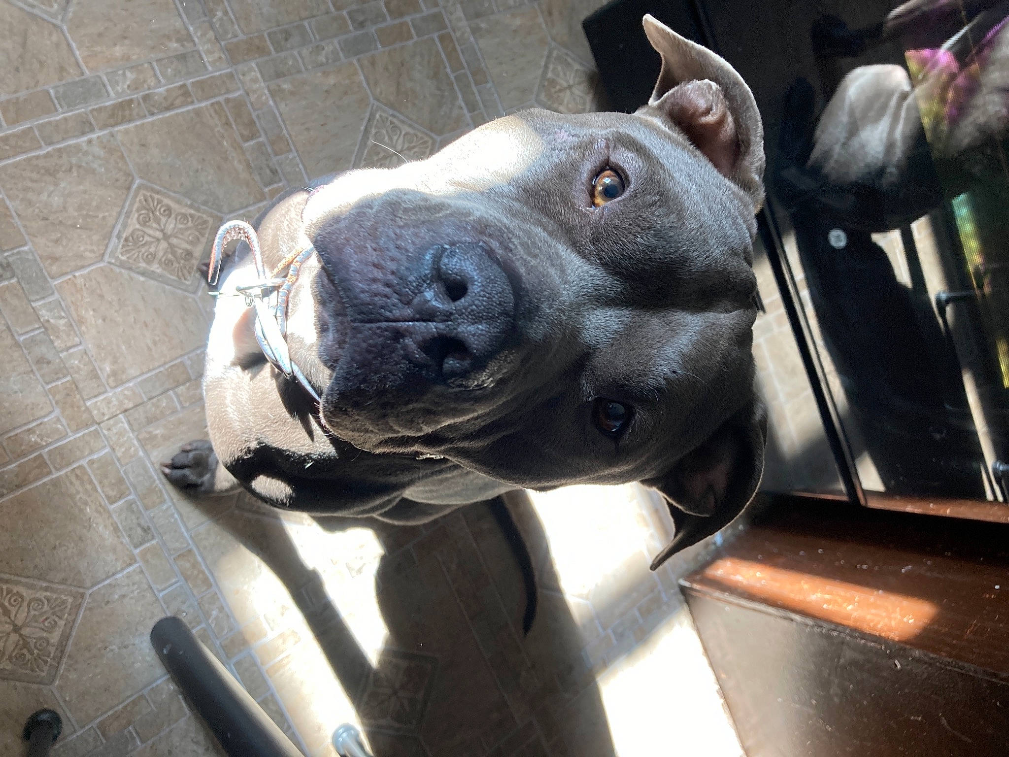 Sammy is registered to the contest to win money with this photo: american_pit_bull_terrier, american_staffordshire_terrier, canidae, carnivore, collar, companion_dog, dog, dog_breed, dog_collar, fawn, guard_dog, jaw, pen, snout, sporting_group, staffordshire_bull_terrier, tile, whiskers, working_animal, working_dog