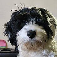Chispa is registered to the contest to win money with this photo: dog, pet, black_and_white, fluffy, fur, indoors, close_up, portrait, cute, animal, canine, nose, face, whiskers, tousled_fur, background_blur, domestic, friendly, companion, mammal