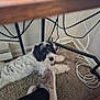 Chispa is registered to the contest to win money with this photo: dog, carpet, slippers, footwear, furniture, desk, cables, indoor, pet, black_and_white, curious, lying_down, floor, cozy, casual, home, resting, furry, animal, legs