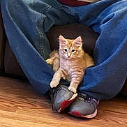 Jackson is registered to the contest to win money with this photo: kitten, cat, orange_tabby, person, jeans, sneakers, floor, wooden_floor, indoor, pet, cute, feline, animal, sitting, legs, casual_clothing, relaxed, comfort, home, young_cat