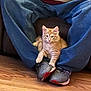 kitten, cat, orange_tabby, person, jeans, sneakers, floor, wooden_floor, indoor, pet, cute, feline, animal, sitting, legs, casual_clothing, relaxed, comfort, home, young_cat