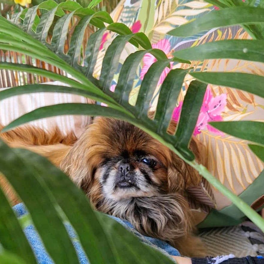 Léo a rejoint le concours — aidez-le/la à gagner de superbes lots ! animal, canine, cushion, dog, flower, herbal, herbs, homedecor, jar, leaf, outdoors, pet, plant, planter, pottedplant, pottery, puppy, summer, vase, vegetation