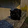 Salem
