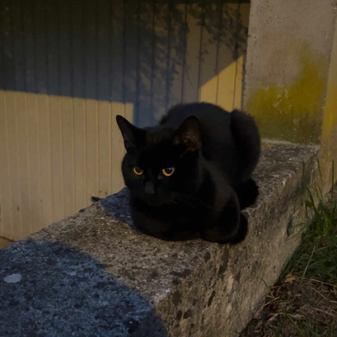 Salem participe au concours pour gagner de l'argent avec cette photo : alone, animal, black_cat, cat, concrete, dark, feline, grass, mysterious, nature, night, outdoor, pet, quiet, shadow, sitting, urban, wall, wildlife, yellow_eyes