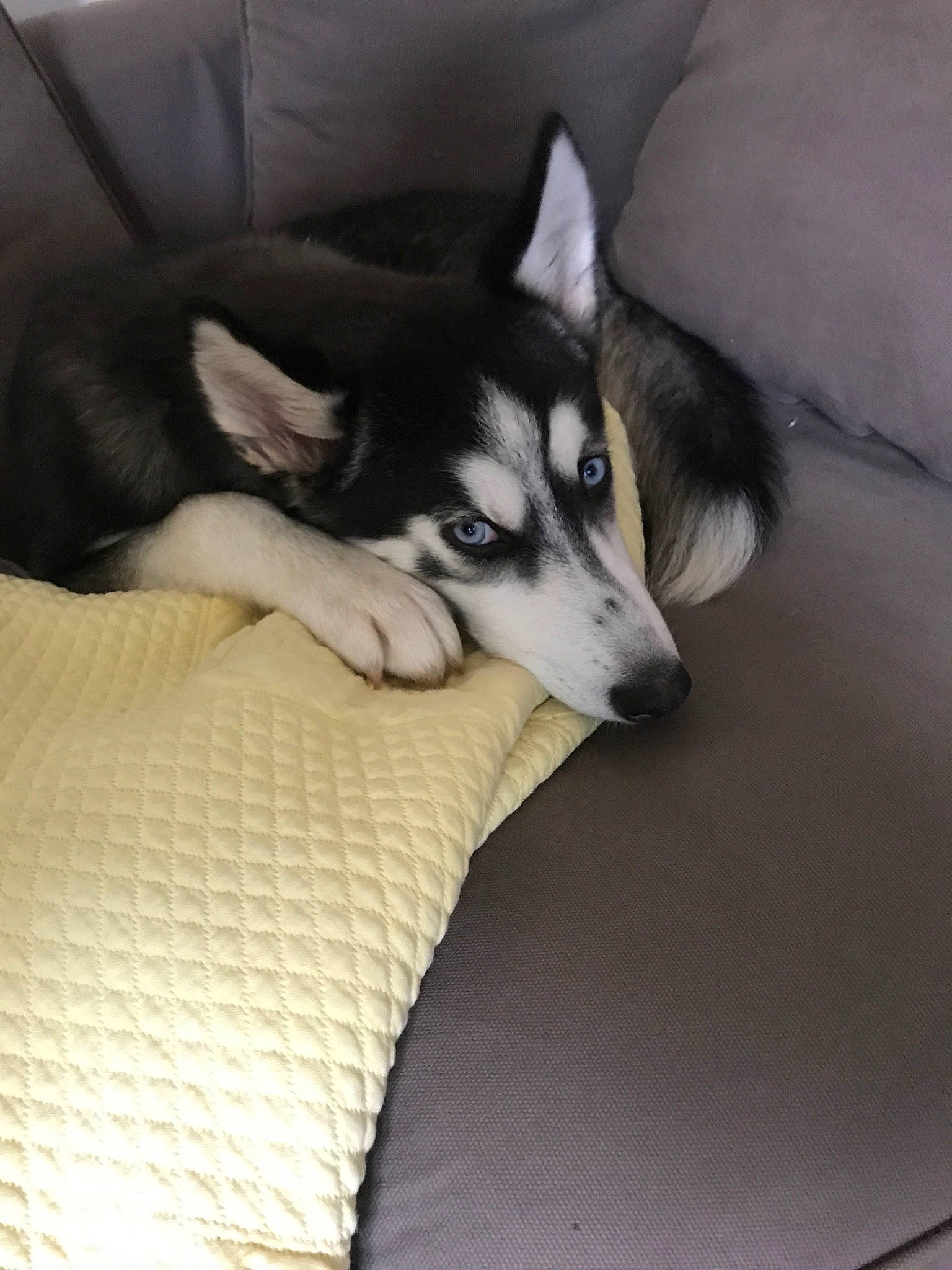 Flèche a rejoint le concours — aidez-le/la à gagner de superbes lots ! alaskan_klee_kai, alaskan_malamute, canidae, carnivore, dog, dog_breed, labrador_husky, mammal, miniature_siberian_husky, northern_inuit_dog, rare_breed_dog, sakhalin_husky, seppala_siberian_sleddog, siberian_husky, sled_dog, snout, sporting_group, vertebrate, wolfdog, working_dog