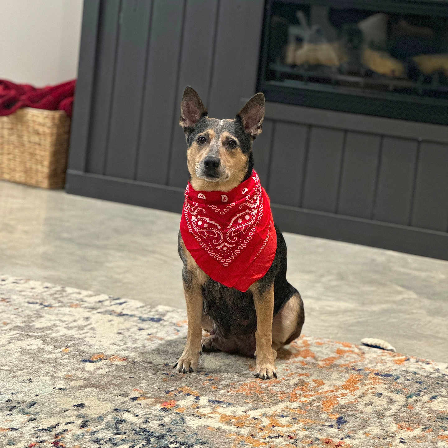 Oaklee Louise joined the competition — help win amazing prizes! animal, bandana, black, brown, calm, cute, decor, dog, ears, fireplace, floor, furniture, home, indoor, living_room, pet, portrait, red, rug, sitting
