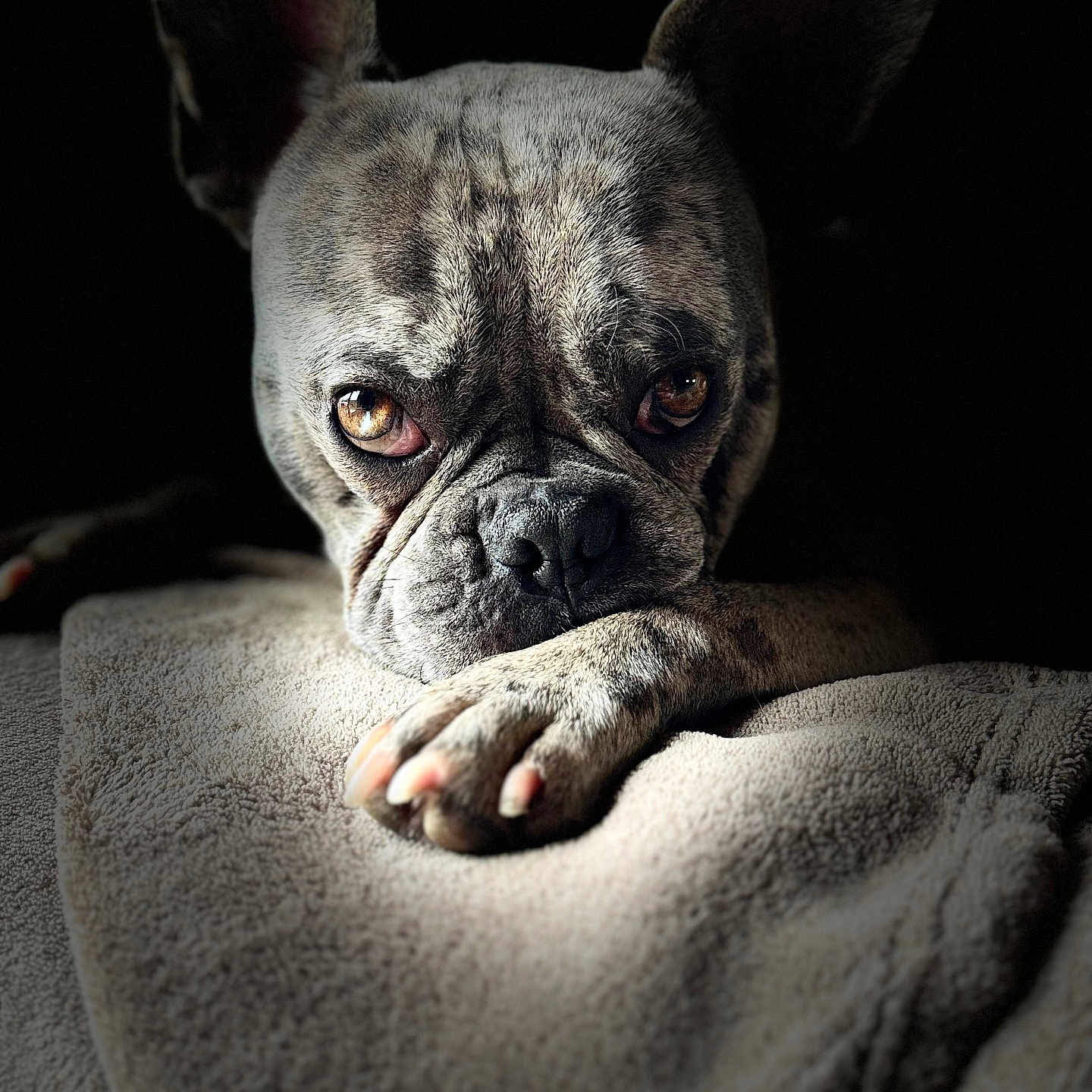 Tokyo a rejoint le concours — aidez-le/la à gagner de superbes lots ! animal, blanket, close_up, companion, cute, dark_background, dog, ears, expression, eyes, face, french_bulldog, indoor, mammal, paw, pet, portrait, resting, soft_light, wrinkles