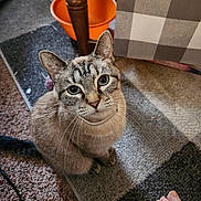 Boogie is registered to the contest to win money with this photo: animal, blue_eyes, carpet, cat, closeup, curious, domestic_cat, floor, foot, fur, home, indoor, looking_up, orange_bowl, pet, sitting, striped, tabby, whiskers, wooden_table_leg