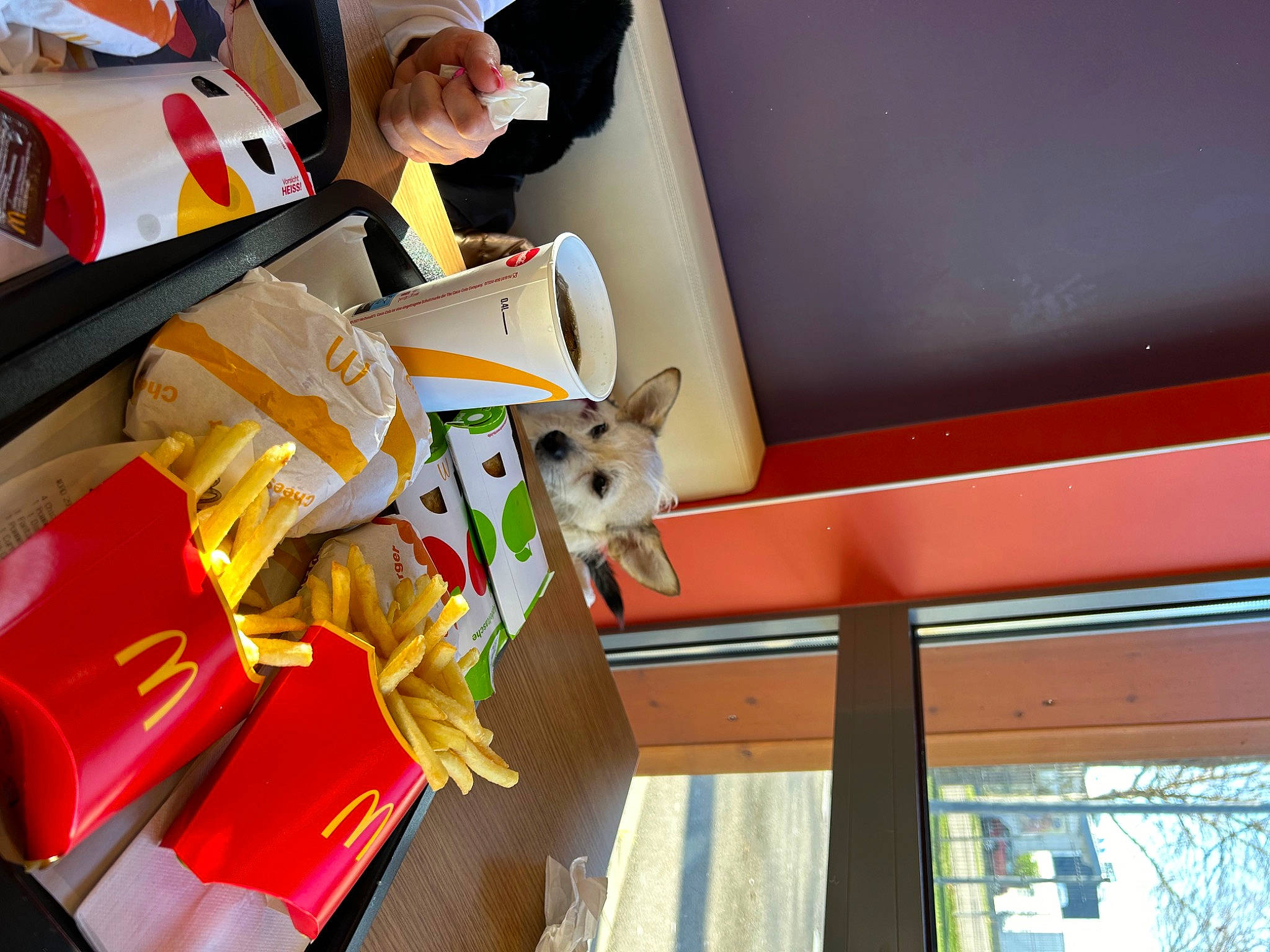 Toby a rejoint le concours — aidez-le/la à gagner de superbes lots ! carnivore, child, companion_dog, dog, dog_breed, doll, fun, leisure, non_sporting_group, plastic, recreation, room, stuffed_toy, toy, toy_dog, window, wood