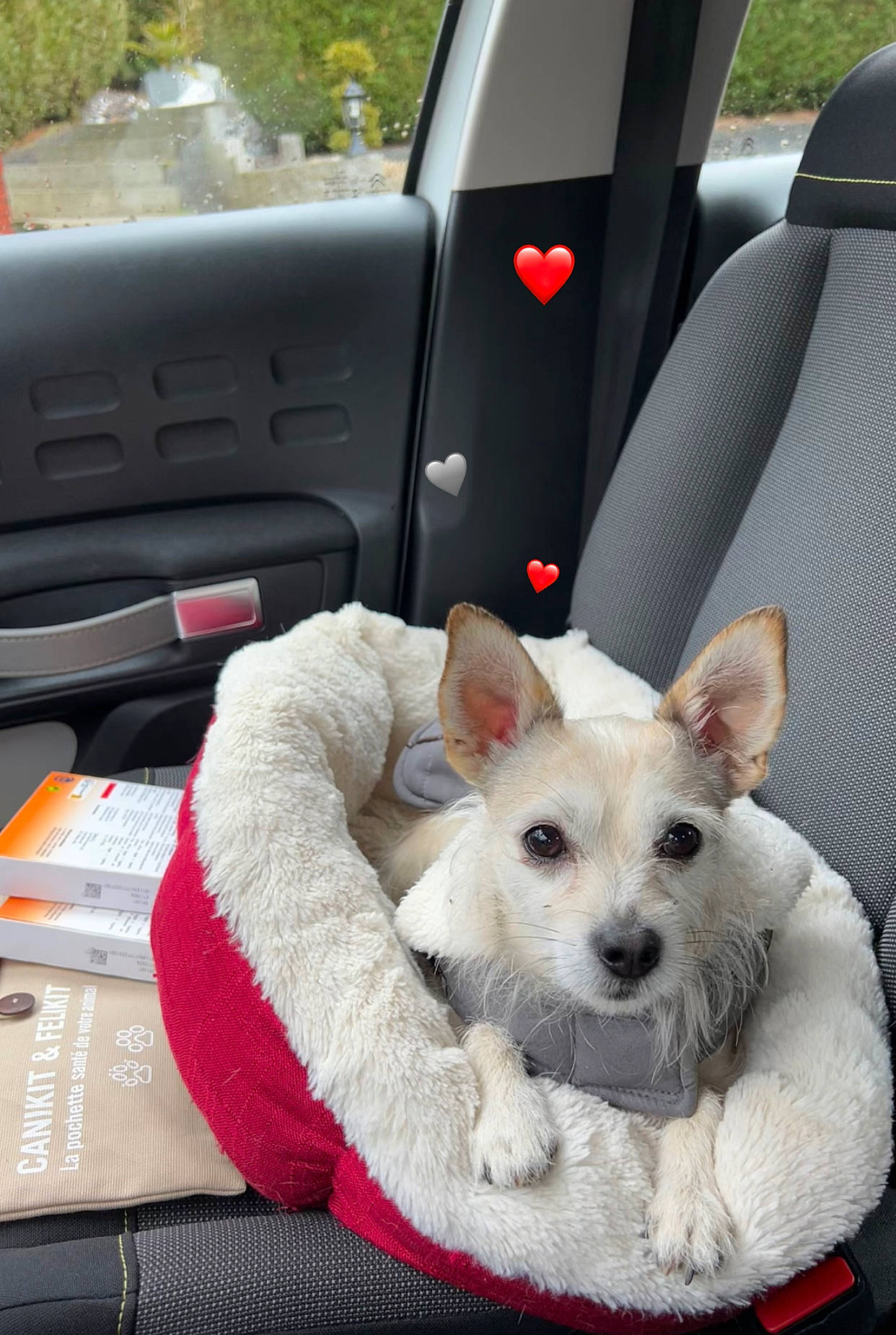 Toby participe au concours pour gagner de l'argent avec cette photo : auto_part, automotive_exterior, automotive_mirror, car, car_seat, car_seat_cover, carnivore, collar, comfort, companion_dog, dog, dog_breed, dog_supply, fawn, head_restraint, motor_vehicle, toy_dog, vehicle, vehicle_door, white