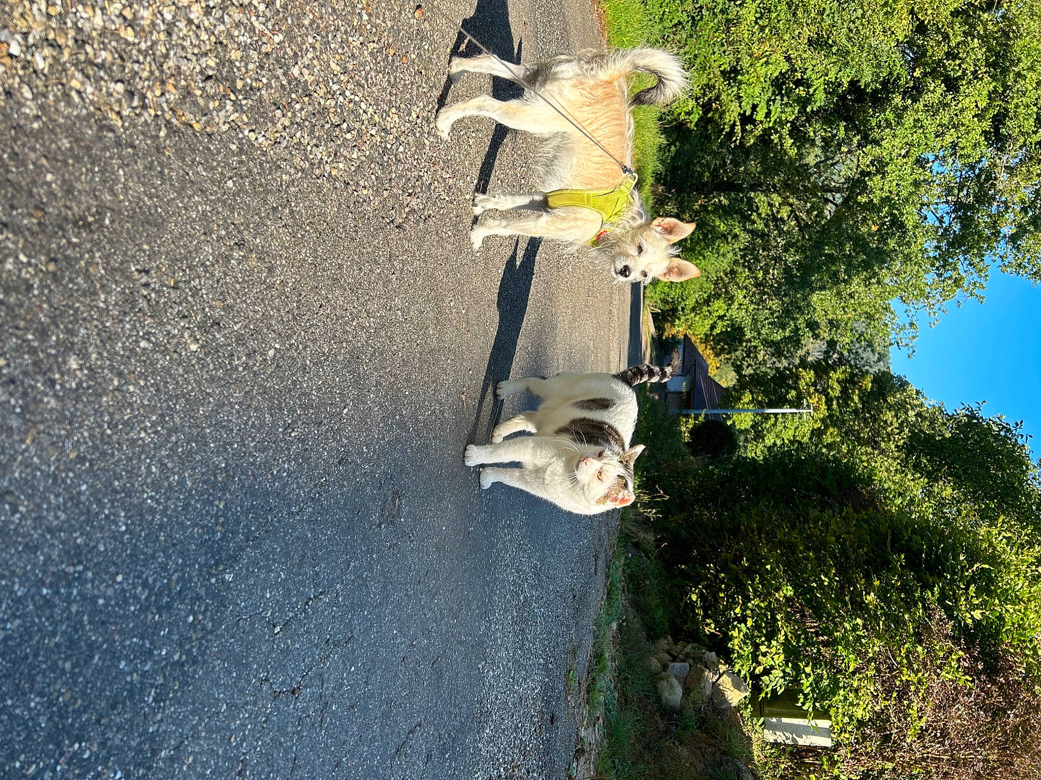Toby participe au concours pour gagner de l'argent avec cette photo : asphalt, automotive_wheel_system, concrete, dog, grass, landscape, leisure, motor_vehicle, plant, reflection, road, road_surface, shadow, shrub, sky, soil, tar, tints_and_shades, tree, water