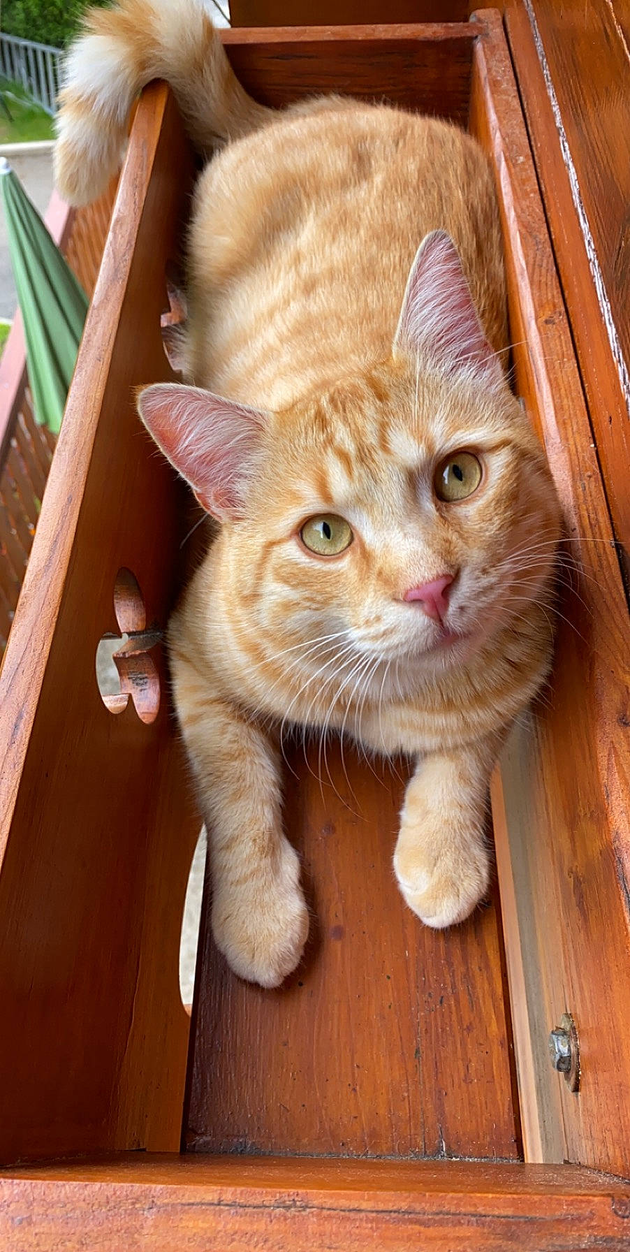 Casimir participe au concours pour gagner de l'argent avec cette photo : carnivore, cat, claw, domestic_short_haired_cat, fawn, felidae, flooring, foot, fur, hardwood, paw, sitting, small_to_medium_sized_cats, snout, tail, varnish, whiskers, window, wood, wood_stain