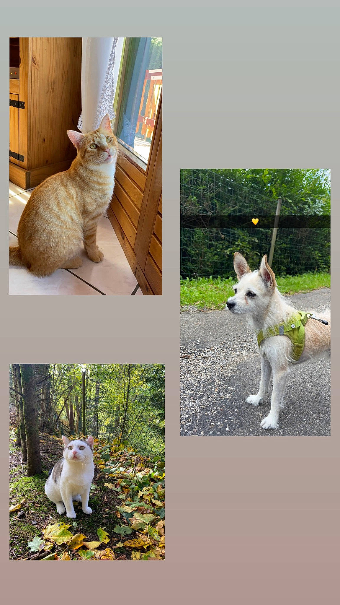 Casimir a rejoint le concours — aidez-le/la à gagner de superbes lots ! adaptation, carnivore, cat, collage, companion_dog, dog, fawn, felidae, grass, green, mammal, organism, photograph, plant, small_to_medium_sized_cats, tail, vertebrate, white, wood, working_animal