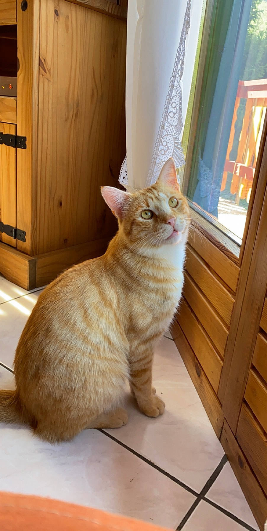 Casimir participe au concours pour gagner de l'argent avec cette photo : carnivore, cat, comfort, curtain, domestic_short_haired_cat, door, fawn, felidae, fixture, flooring, fur, hardwood, pet_supply, small_to_medium_sized_cats, tail, terrestrial_animal, whiskers, window, wood, wood_stain