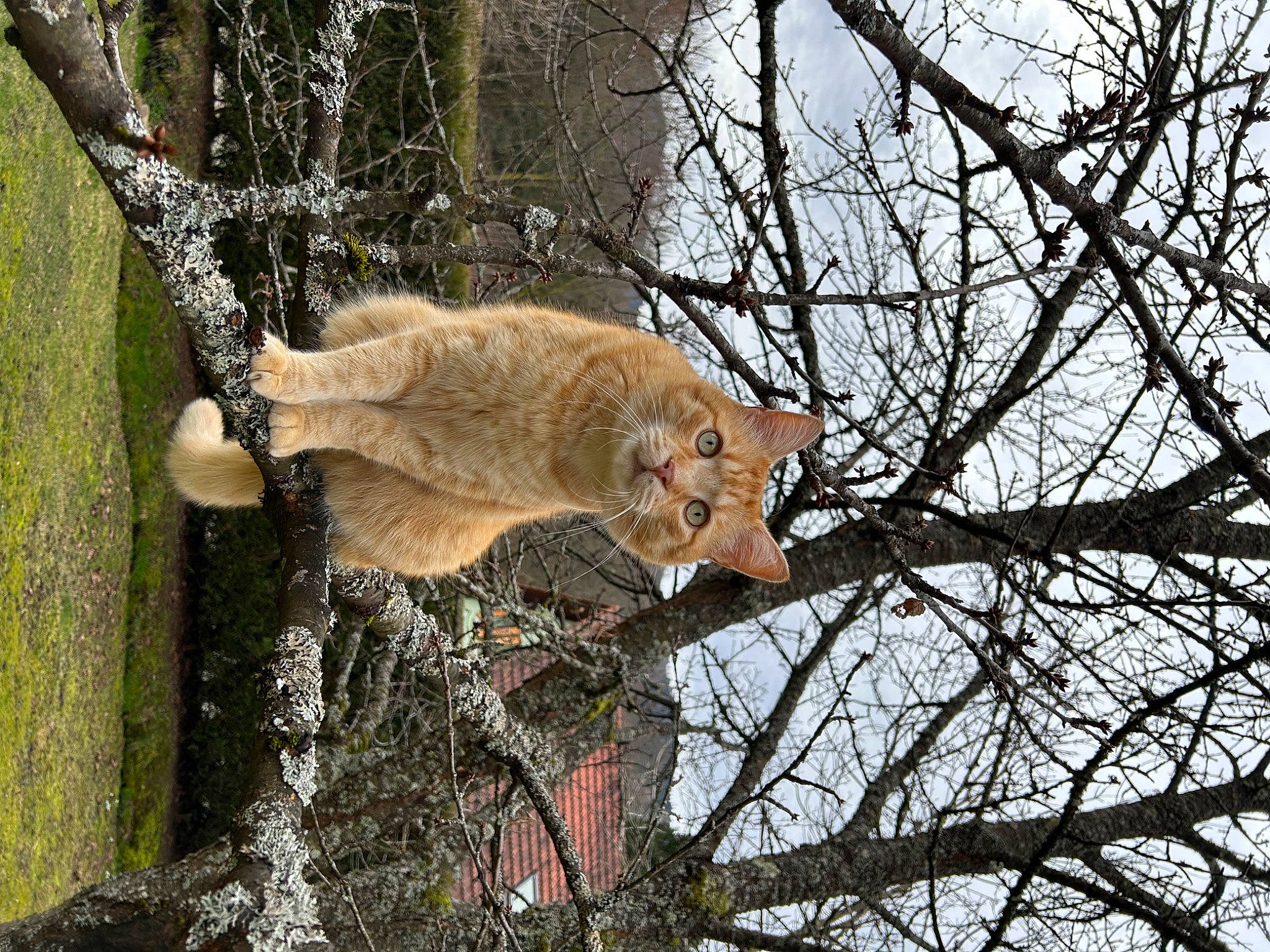 Casimir a rejoint le concours — aidez-le/la à gagner de superbes lots ! art, big_cats, branch, carnivore, cat, domestic_short_haired_cat, fawn, felidae, fur, plant, sky, small_to_medium_sized_cats, snout, tail, terrestrial_animal, tree, trunk, twig, whiskers, wood