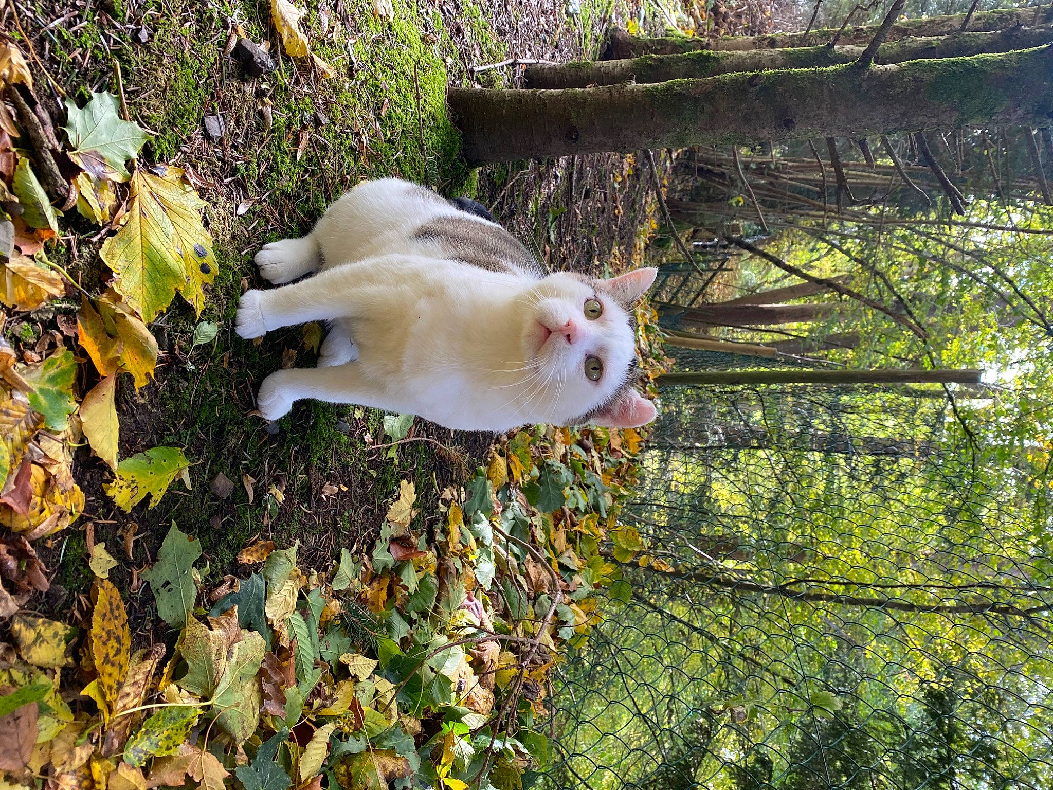 Snow participe au concours pour gagner de l'argent avec cette photo : beak, branch, carnivore, cat, companion_dog, dog_breed, fawn, felidae, grass, leaf, plant, small_to_medium_sized_cats, sporting_group, tail, tree, trunk, twig, whiskers, wood, woody_plant