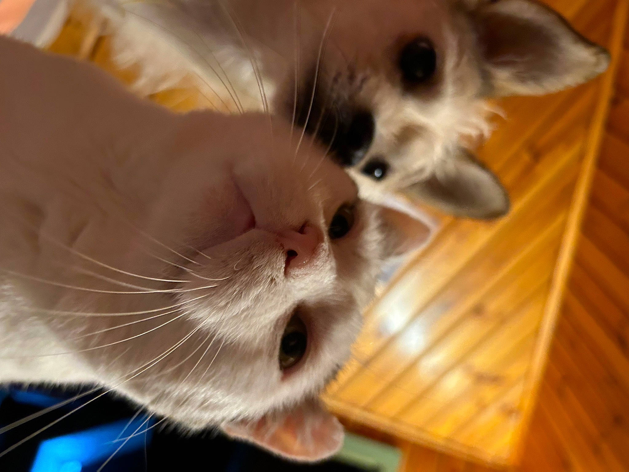 Snow participe au concours pour gagner de l'argent avec cette photo : balinese, carnivore, cat, comfort, companion_dog, domestic_short_haired_cat, fawn, felidae, fur, hardwood, nose, paw, pet_supply, small_to_medium_sized_cats, snout, thai, varnish, whiskers, wood, wood_stain