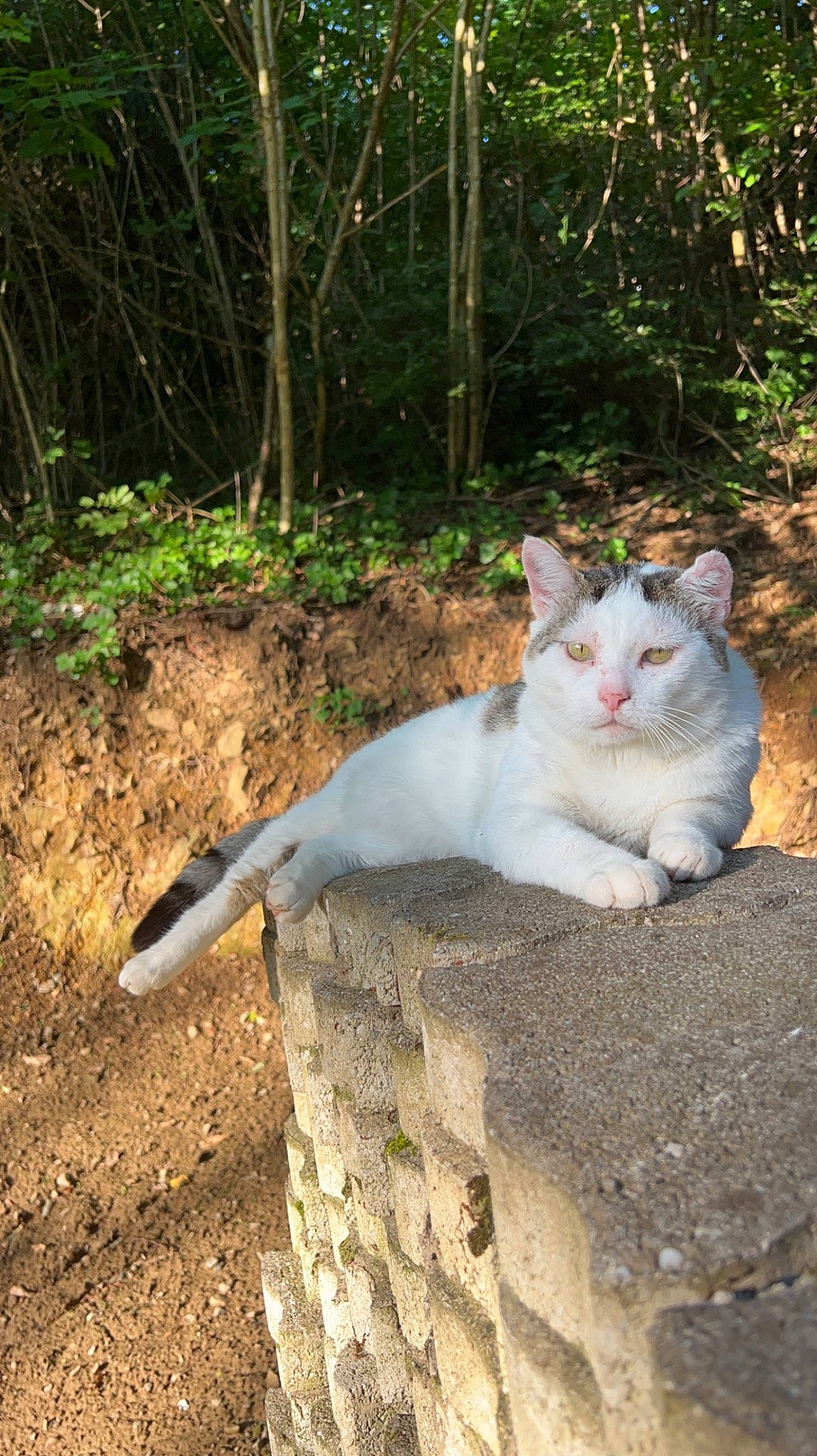 Snow a rejoint le concours — aidez-le/la à gagner de superbes lots ! carnivore, cat, domestic_short_haired_cat, eye, fawn, felidae, fur, grass, groundcover, paw, plant, sitting, small_to_medium_sized_cats, snout, soil, tail, terrestrial_animal, tree, whiskers, wildlife
