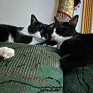 Sadie And Lola joined the competition — help win amazing prizes! cat, tuxedo_cat, sleeping, cozy, couch, green_couch, indoor, paw, pink_paw_pads, feline, resting, snuggling, fur, whiskers, close_up, decor, curtain, patterned_fabric, two_cats, peaceful
