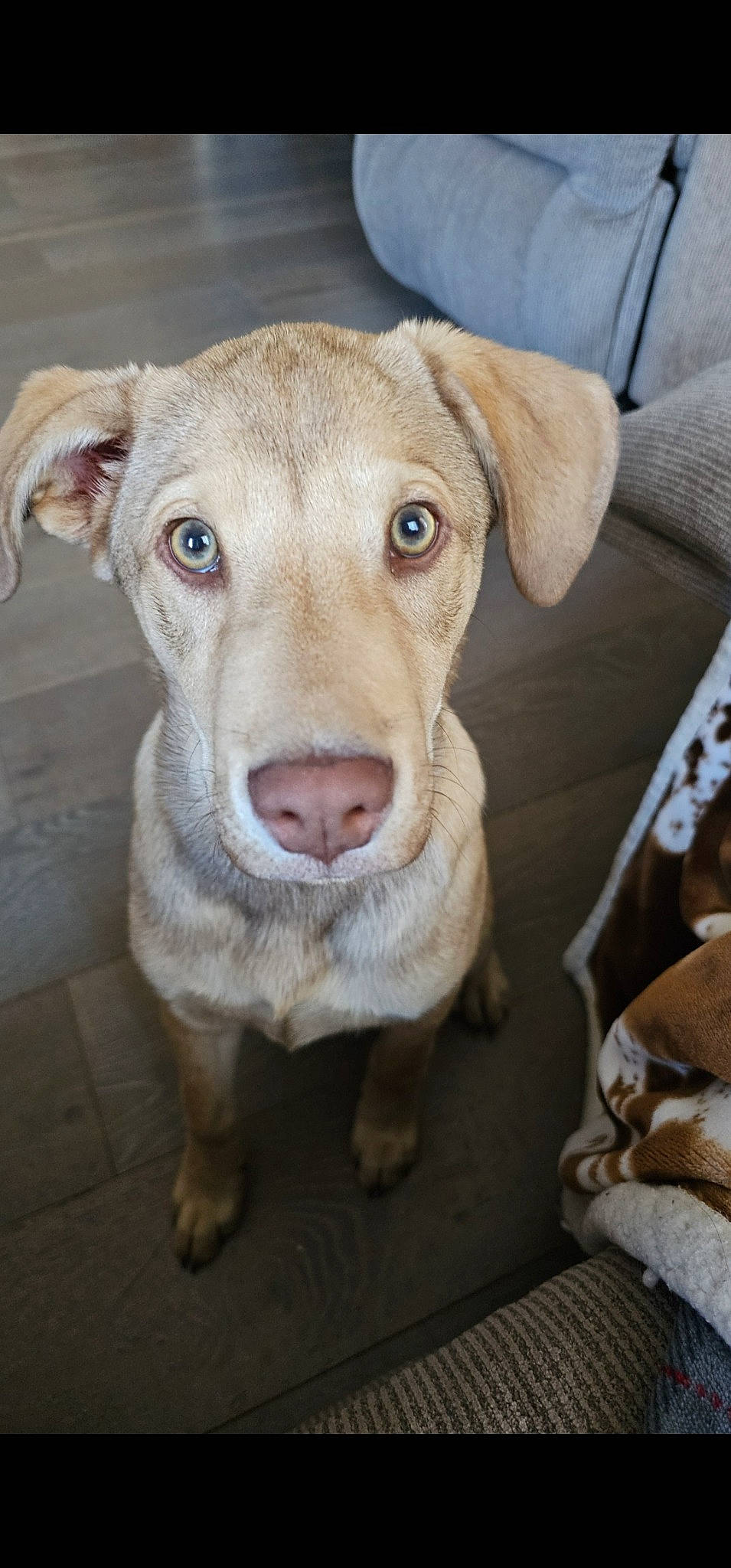 Sam joined the competition — help win amazing prizes! canidae, carnivore, companion_dog, dog, dog_breed, eye, fur, hunting_dog, liver, puppy, sporting_group, terrestrial_animal, whiskers, wood, working_animal