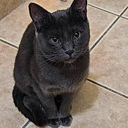 Pixie joined the competition — help win amazing prizes! cat, gray_cat, pet, animal, feline, indoor, floor, tile, curious, sitting, whiskers, ears, eyes, fur, cute, domestic, portrait, looking_up, house, companion