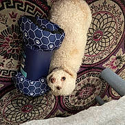 Teddy is registered to the contest to win money with this photo: dog, toy, rug, curly_fur, white_dog, pet, indoor, floor, pattern, blue_toy, dumbbell_shaped_toy, looking_up, cozy, animal, companion, cute, curious, domestic, home, resting