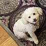 dog, white_dog, curly_fur, pet, indoor, carpet, purple_rug, patterned_rug, floor, looking_up, small_dog, cute, fluffy, animal, companion, domestic_animal, sitting, curious, fur, household