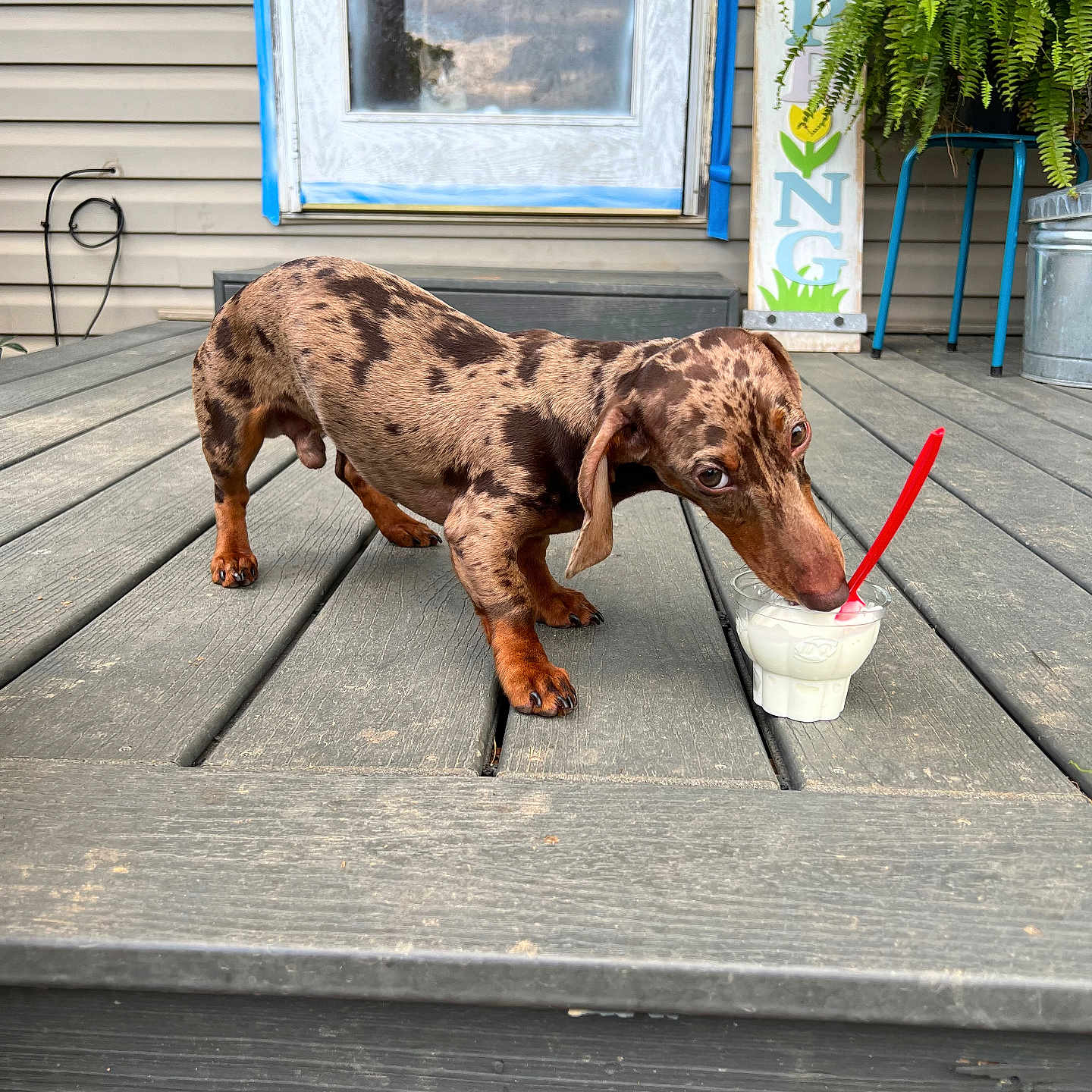 Otis is registered to the contest to win money with this photo: accessories, animal, architecture, building, canine, cream, dessert, dog, food, hardwood, house, housing, icecream, pet, plant, porch, pottedplant, puppy, strap, wood
