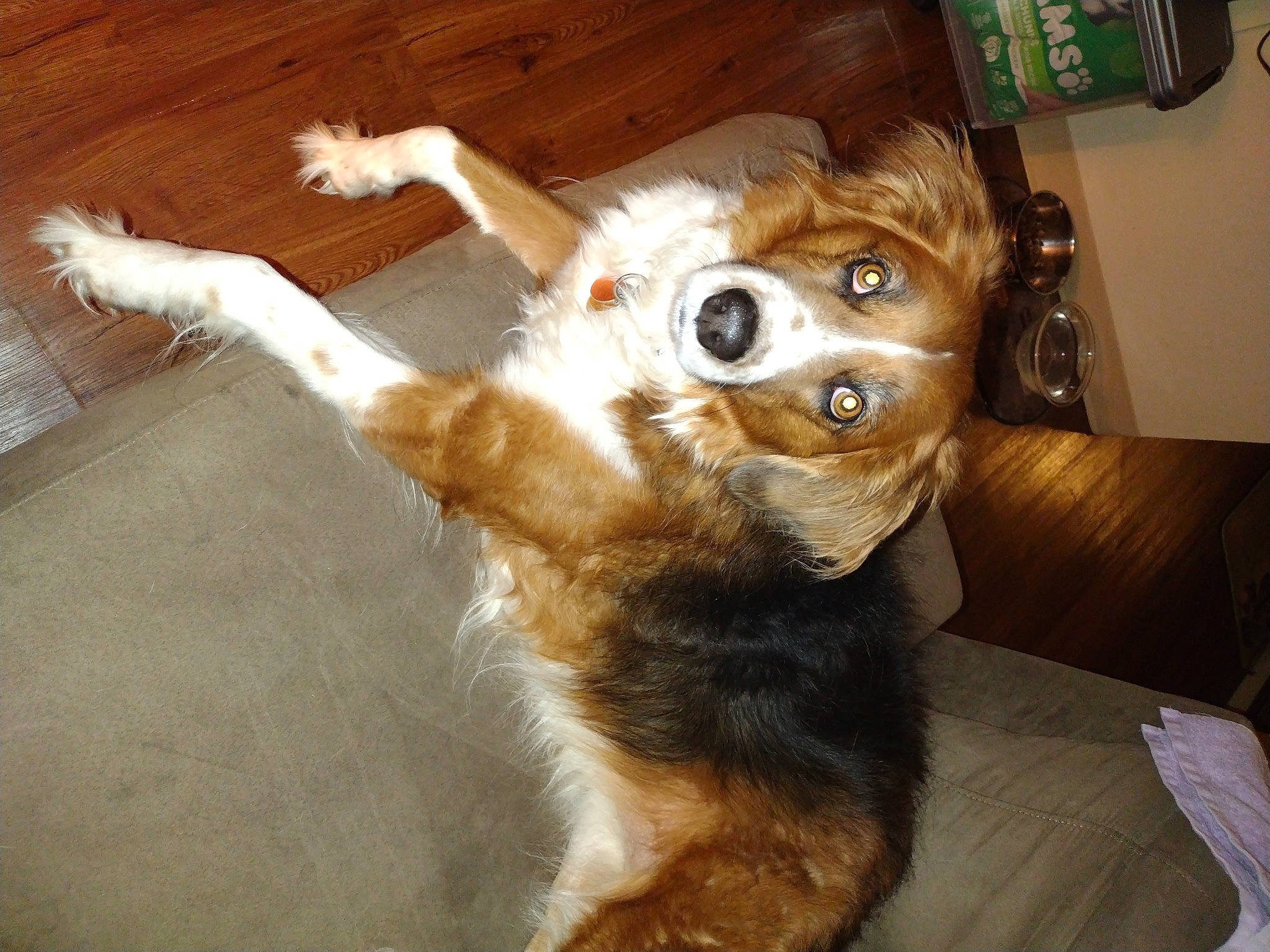 Moxie joined the competition — help win amazing prizes! canidae, carnivore, companion_dog, dog, dog_breed, door, fawn, felidae, flooring, fur, hardwood, herding_dog, paw, small_to_medium_sized_cats, sporting_group, tail, whiskers, wood, working_animal, working_dog