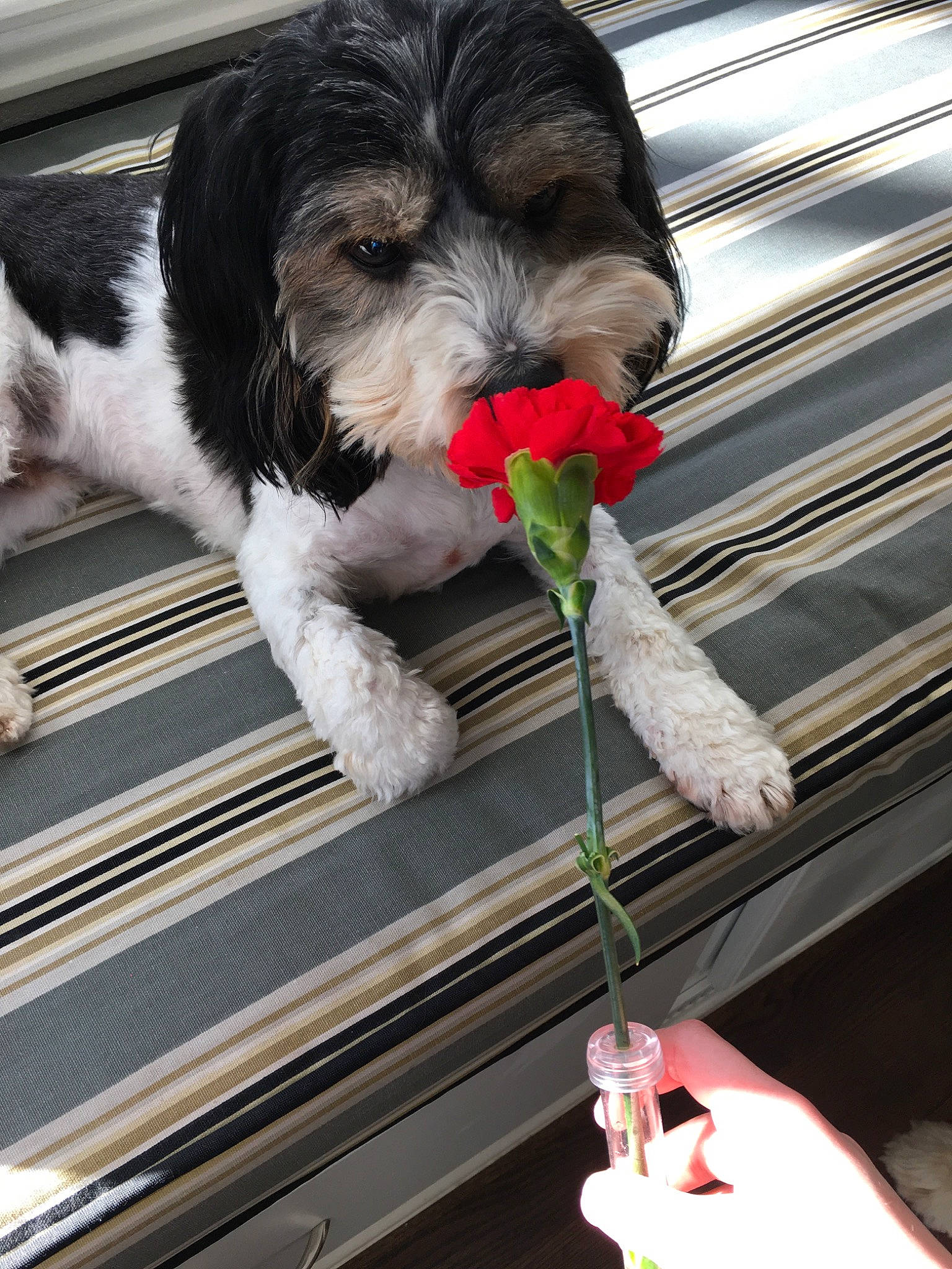 Rocco is registered to the contest to win money with this photo: canidae, carnivore, cockapoo, companion_dog, dog, dog_breed, havanese, lowchen, miniature_schnauzer, petit_basset_griffon_vendeen, puppy, schnoodle, shih_tzu, sporting_group, sporting_lucas_terrier, tibetan_terrier, toy_dog