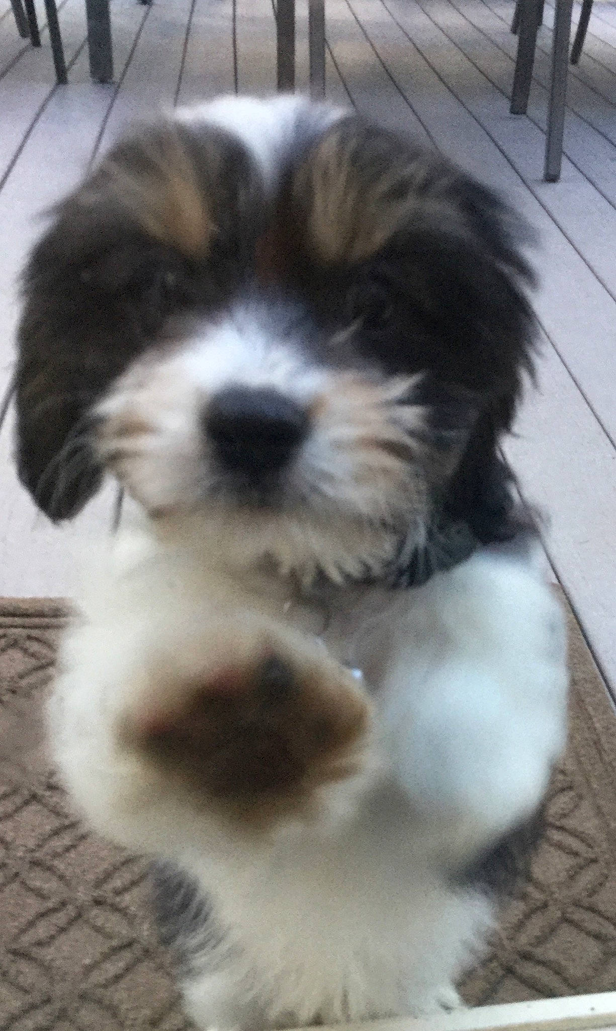 Rocco joined the competition — help win amazing prizes! canidae, carnivore, cavachon, cavapoo, companion_dog, dog, dog_breed, havanese, kyi_leo, lhasa_apso, lowchen, mal_shi, maltepoo, mammal, petit_basset_griffon_vendeen, puppy, shih_tzu, snout, tibetan_terrier, vertebrate