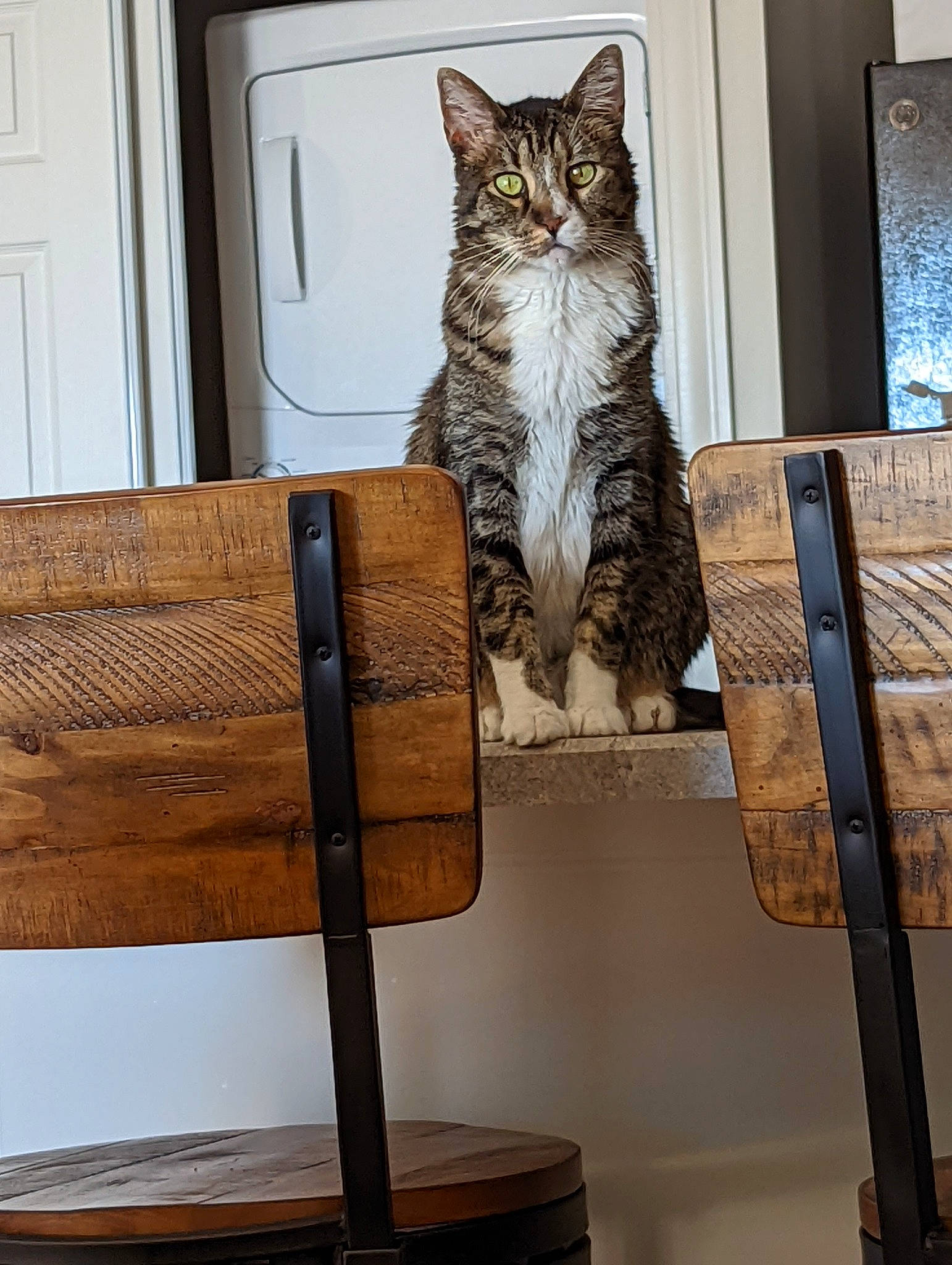 Noah joined the competition — help win amazing prizes! bookcase, box, carnivore, cat, chair, domestic_short_haired_cat, door, felidae, flooring, fur, hardwood, plywood, shelf, shelving, small_to_medium_sized_cats, stairs, tail, whiskers, wood, wood_stain