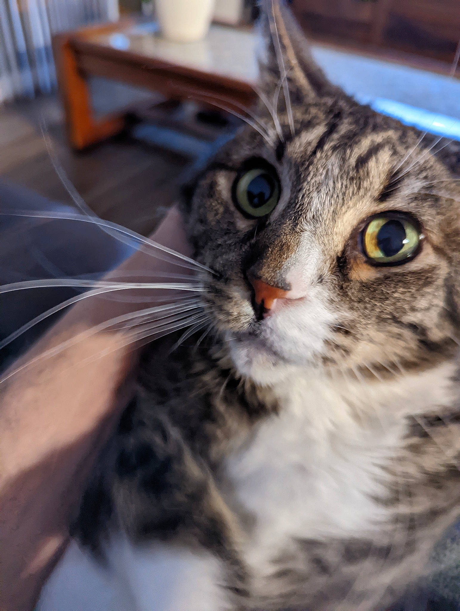 Noah is registered to the contest to win money with this photo: carnivore, cat, claw, domestic_short_haired_cat, eye, felidae, fur, paw, plant, small_to_medium_sized_cats, snout, terrestrial_animal, tree, whiskers, wildlife, window