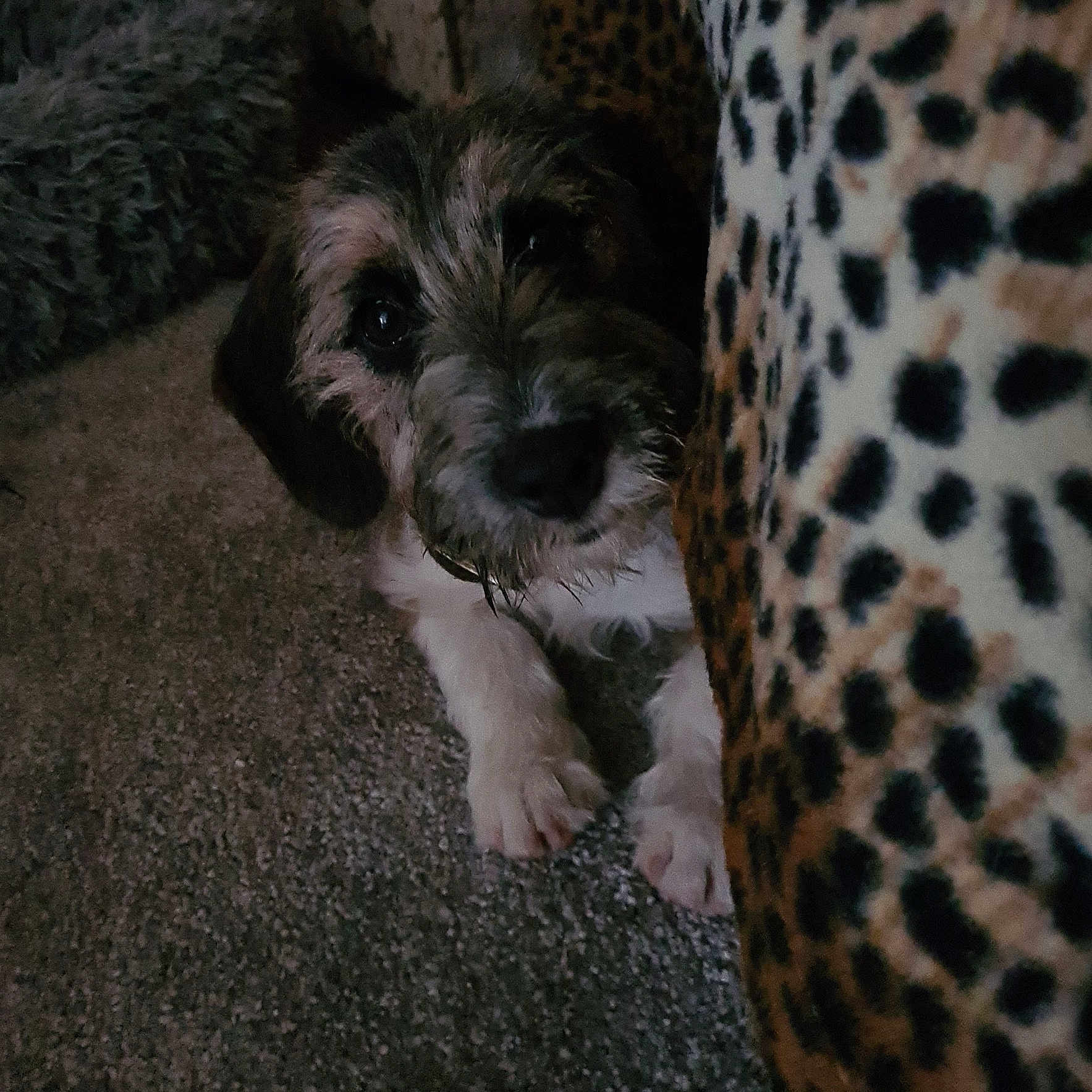 Gypsy