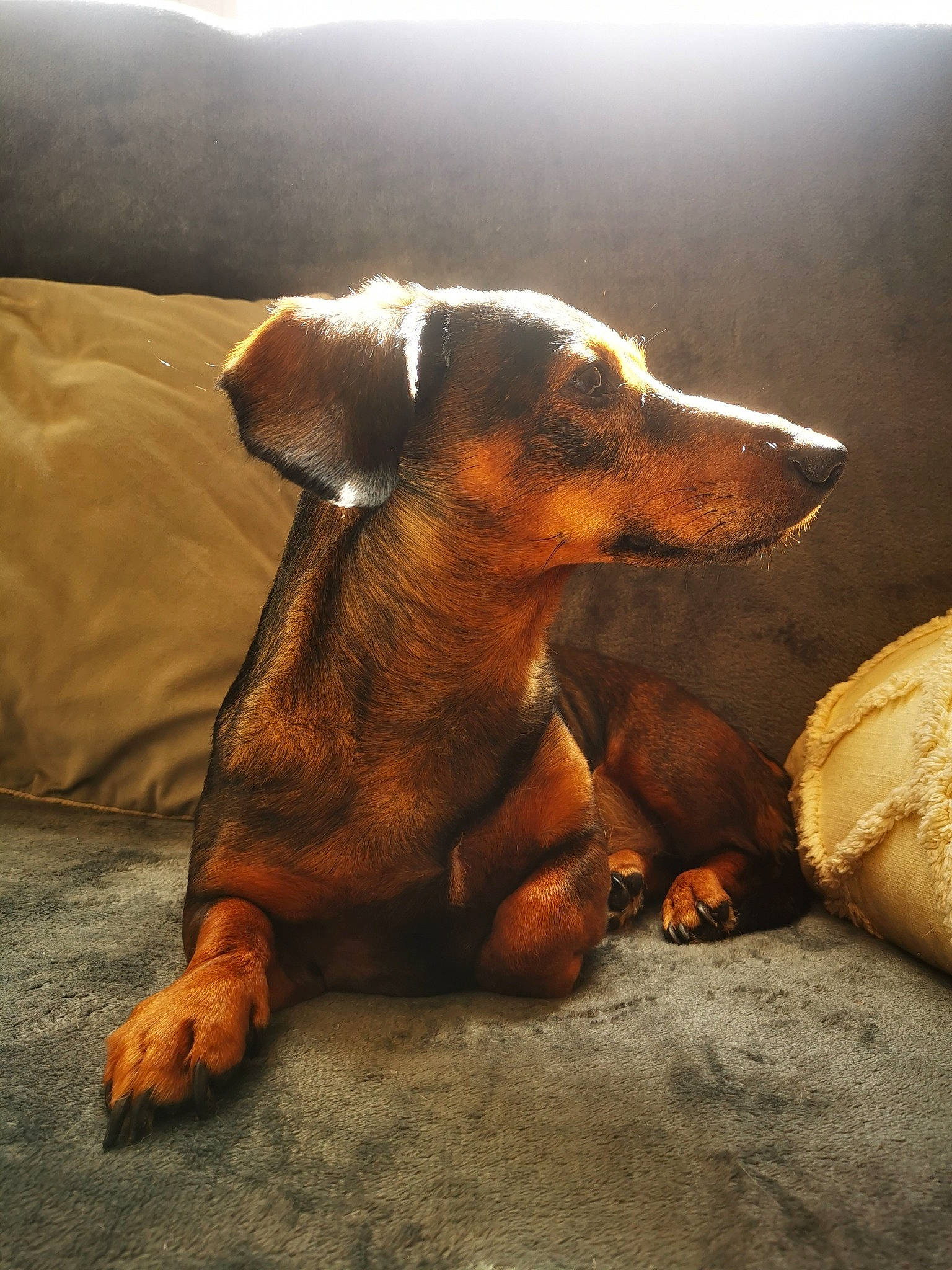 Goofy participe au concours pour gagner de l'argent avec cette photo : brown, carnivore, comfort, companion_dog, dog, dog_breed, flooring, fur, liver, snout, terrestrial_animal, tints_and_shades, whiskers, wood, working_animal