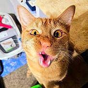Archie joined the competition — help win amazing prizes! cat, orange_cat, animal, pet, feline, close_up, portrait, open_mouth, meowing, wide_eyes, whiskers, ears, fangs, fur, ginger_fur, indoors, couch, blanket, surprised, funny