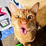 cat, orange_cat, animal, pet, feline, close_up, portrait, open_mouth, meowing, wide_eyes, whiskers, ears, fangs, fur, ginger_fur, indoors, couch, blanket, surprised, funny
