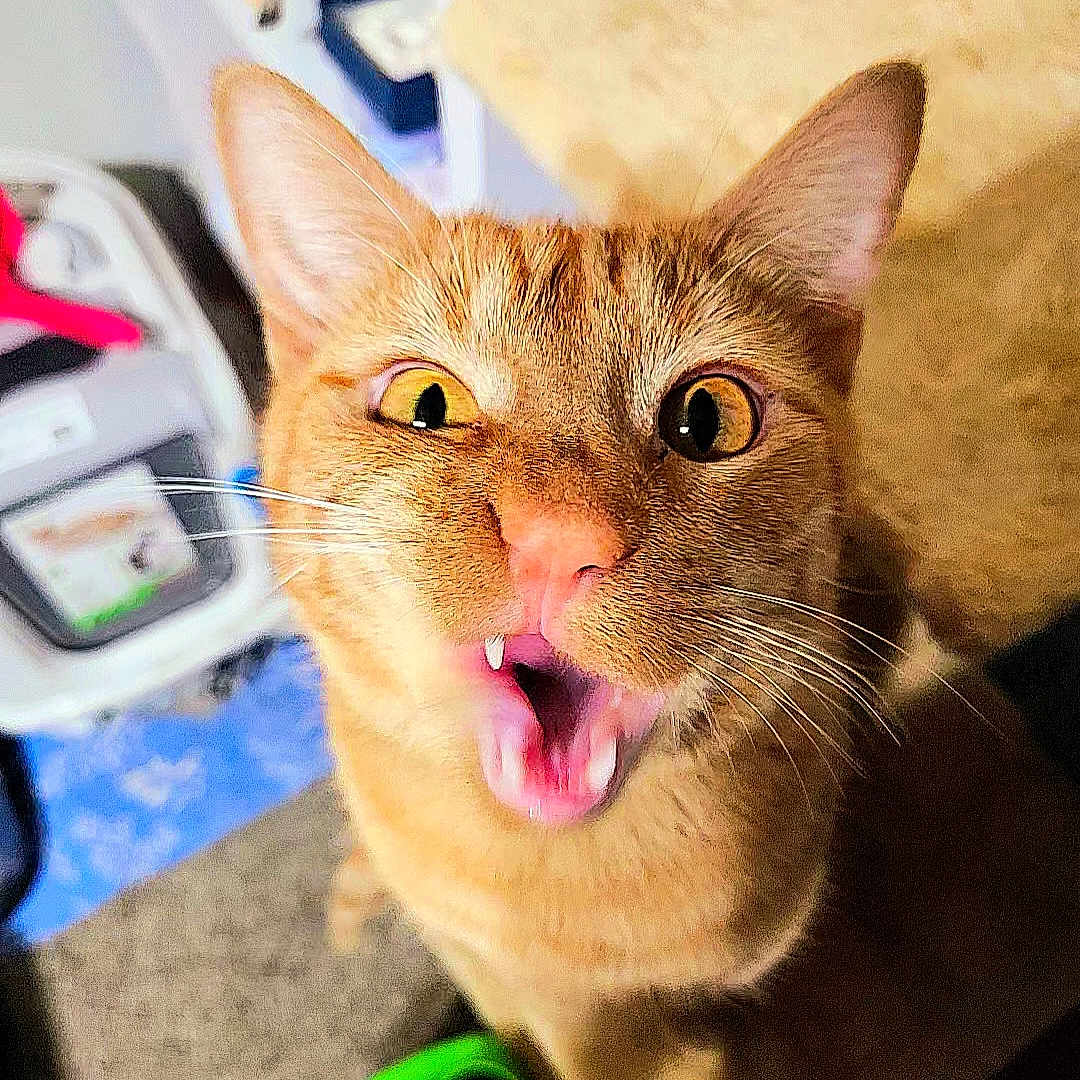 Archie