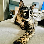 Flav participe au concours pour gagner de l'argent avec cette photo : cat, tortoiseshell, pet, feline, indoor, couch, blanket, stretching, paw, fur, whiskers, home, cozy, lamp, furniture, relaxing, curious, alert, closeup, portrait