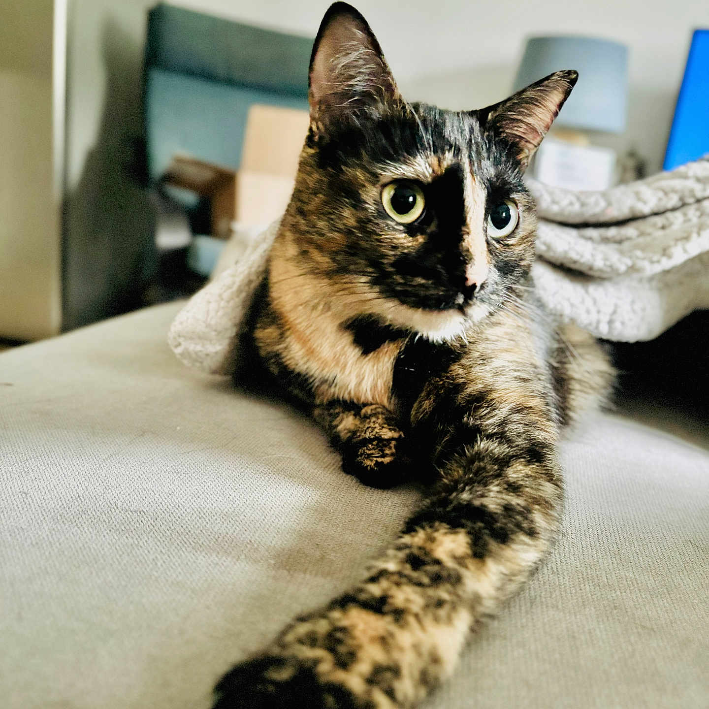 Flav participe au concours pour gagner de l'argent avec cette photo : alert, blanket, cat, closeup, couch, cozy, curious, feline, fur, furniture, home, indoor, lamp, paw, pet, portrait, relaxing, stretching, tortoiseshell, whiskers