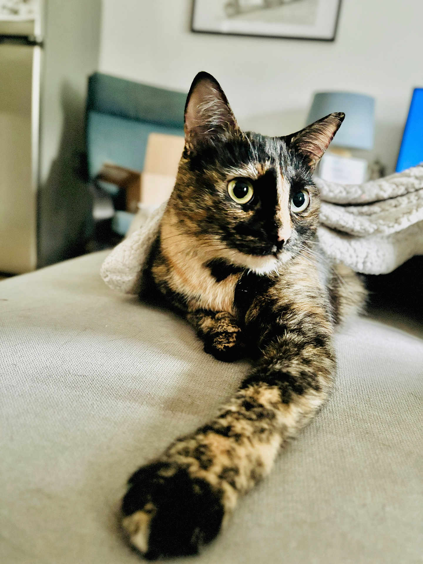 Flav participe au concours pour gagner de l'argent avec cette photo : cat, tortoiseshell, pet, feline, indoor, couch, blanket, stretching, paw, fur, whiskers, home, cozy, lamp, furniture, relaxing, curious, alert, closeup, portrait