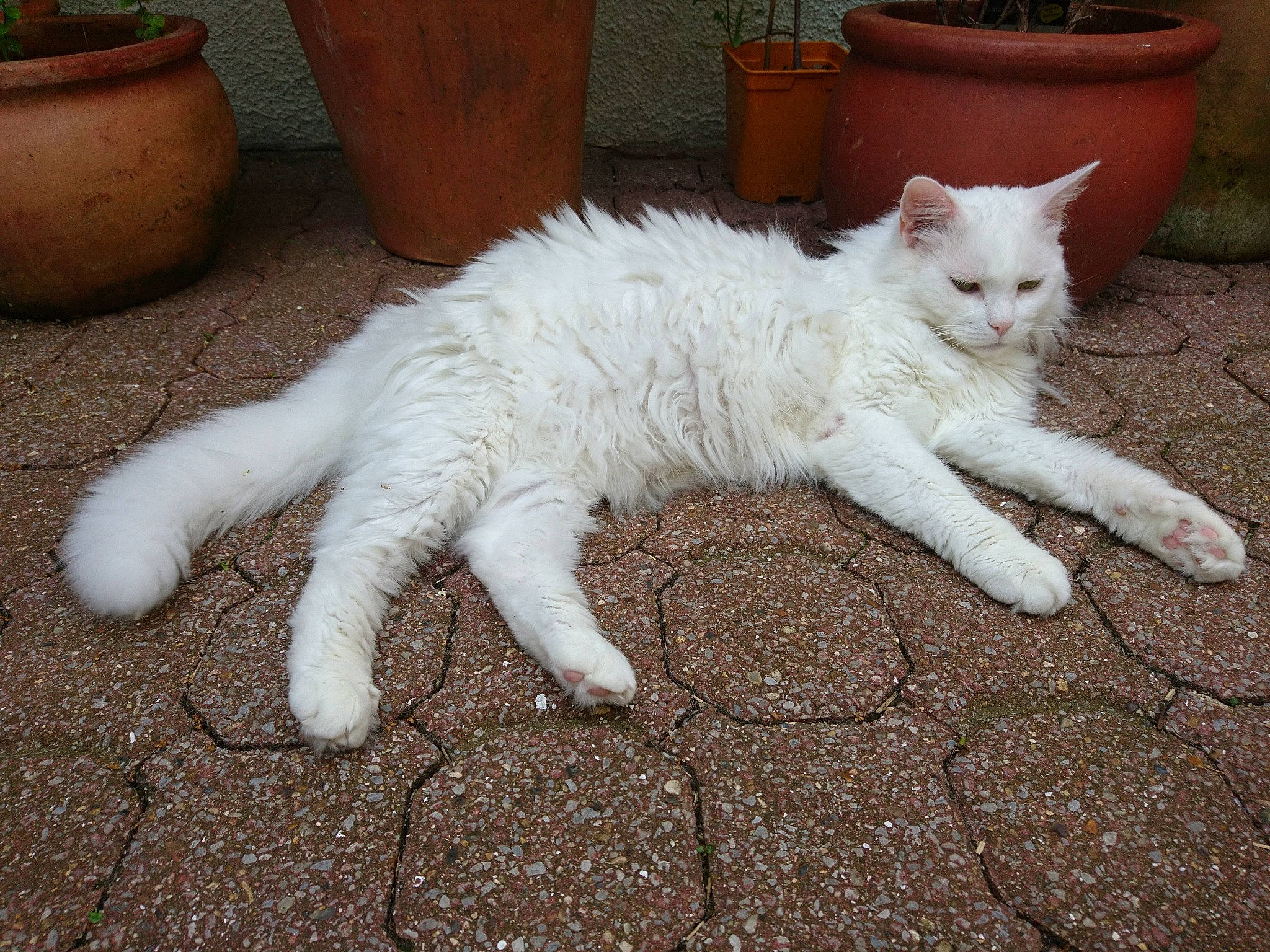 Maya participe au concours pour gagner de l'argent avec cette photo : barrel, carnivore, cat, claw, domestic_short_haired_cat, fawn, felidae, flowerpot, fur, houseplant, paw, plant, sitting, small_to_medium_sized_cats, snout, tail, terrestrial_animal, whiskers
