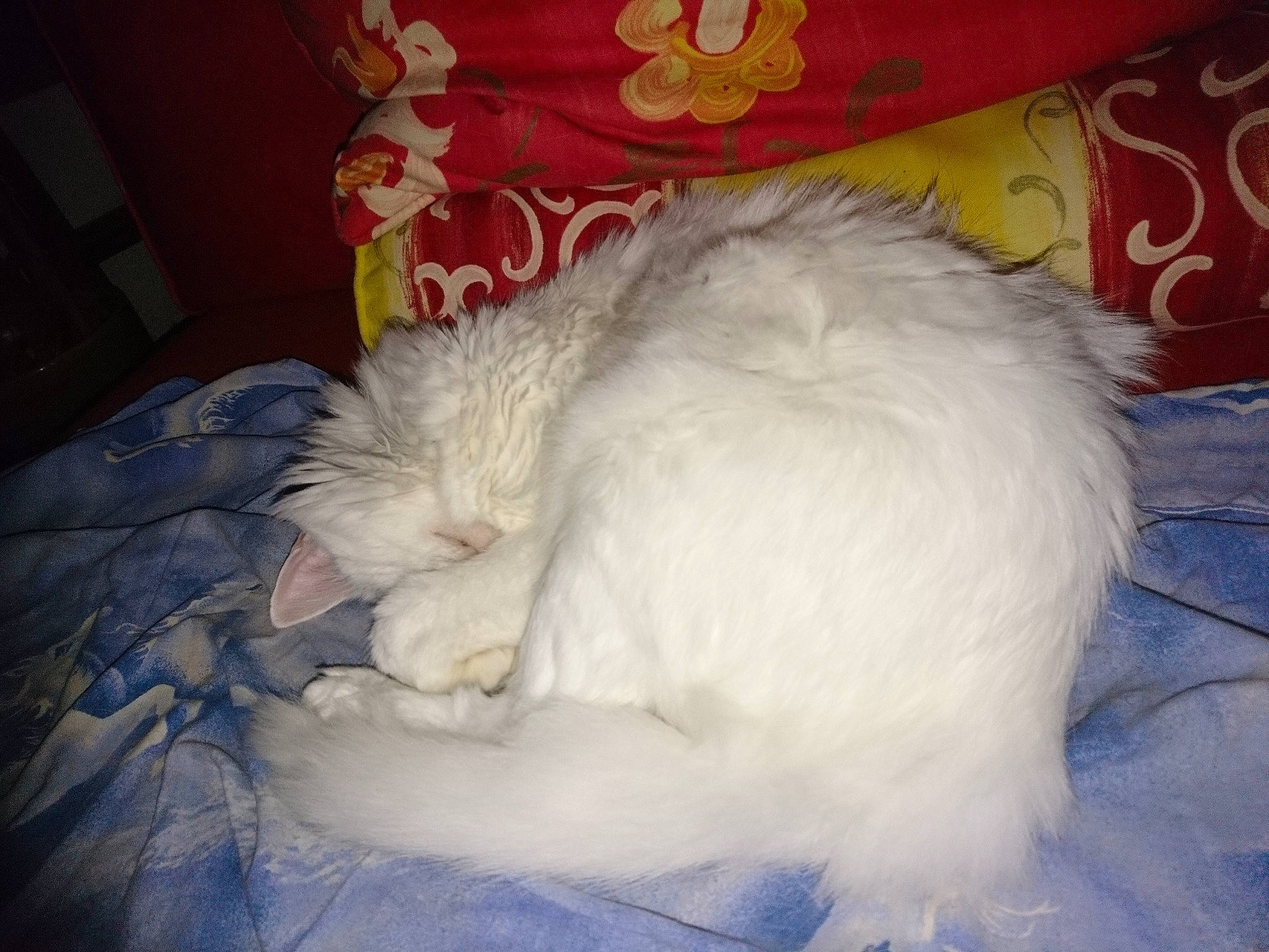 Maya a rejoint le concours — aidez-le/la à gagner de superbes lots ! canidae, carnivore, comfort, companion_dog, dog, dog_breed, duvet, felidae, fur, nap, non_sporting_group, paw, small_to_medium_sized_cats, sporting_group, tail, terrestrial_animal, toy_dog, whiskers, working_animal