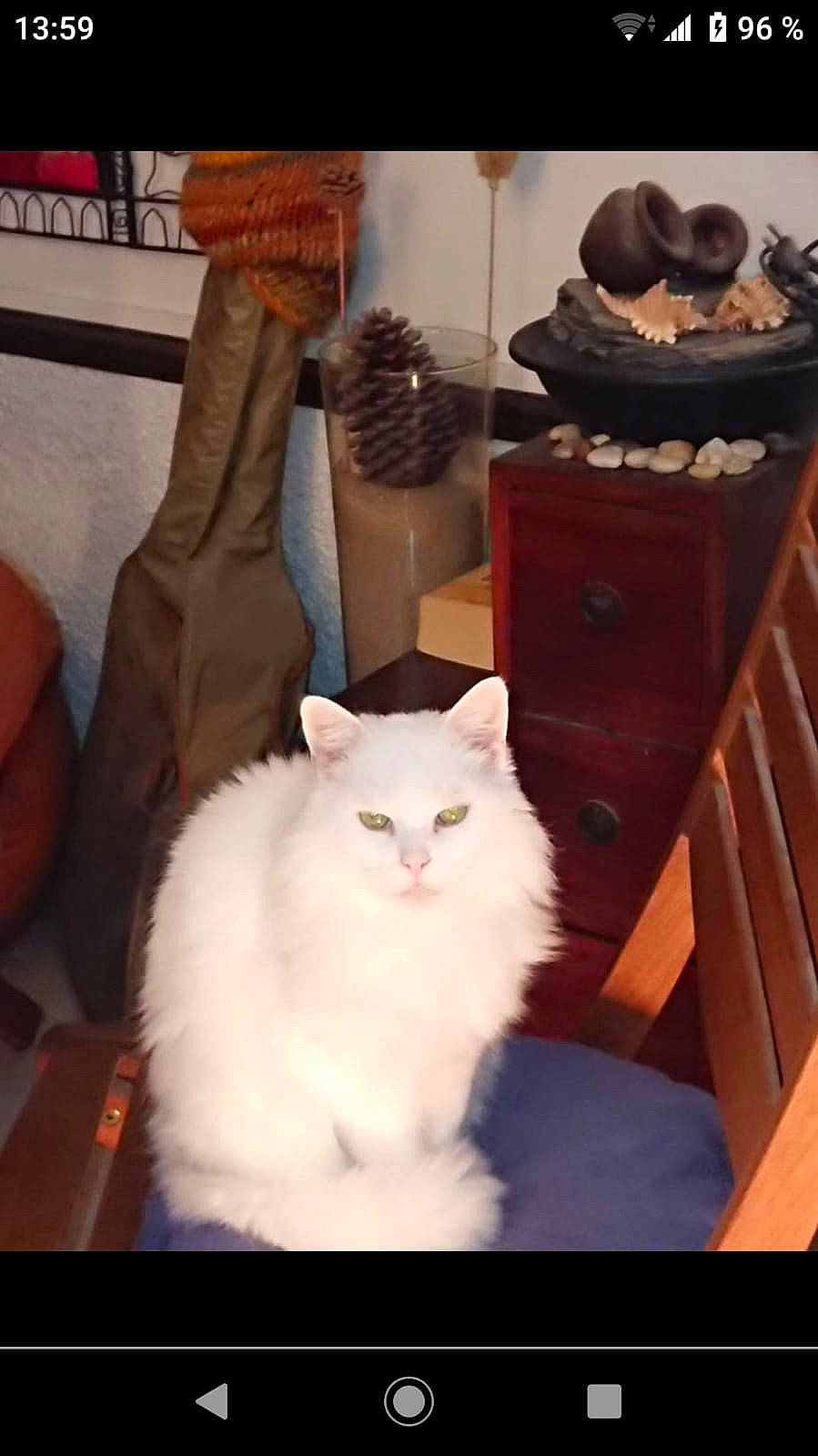 Maya a rejoint le concours — aidez-le/la à gagner de superbes lots ! cabinetry, carnivore, cat, chair, comfort, domestic_short_haired_cat, drawer, dresser, felidae, flooring, fur, hardwood, light, paw, shelf, small_to_medium_sized_cats, tail, textile, whiskers, wood