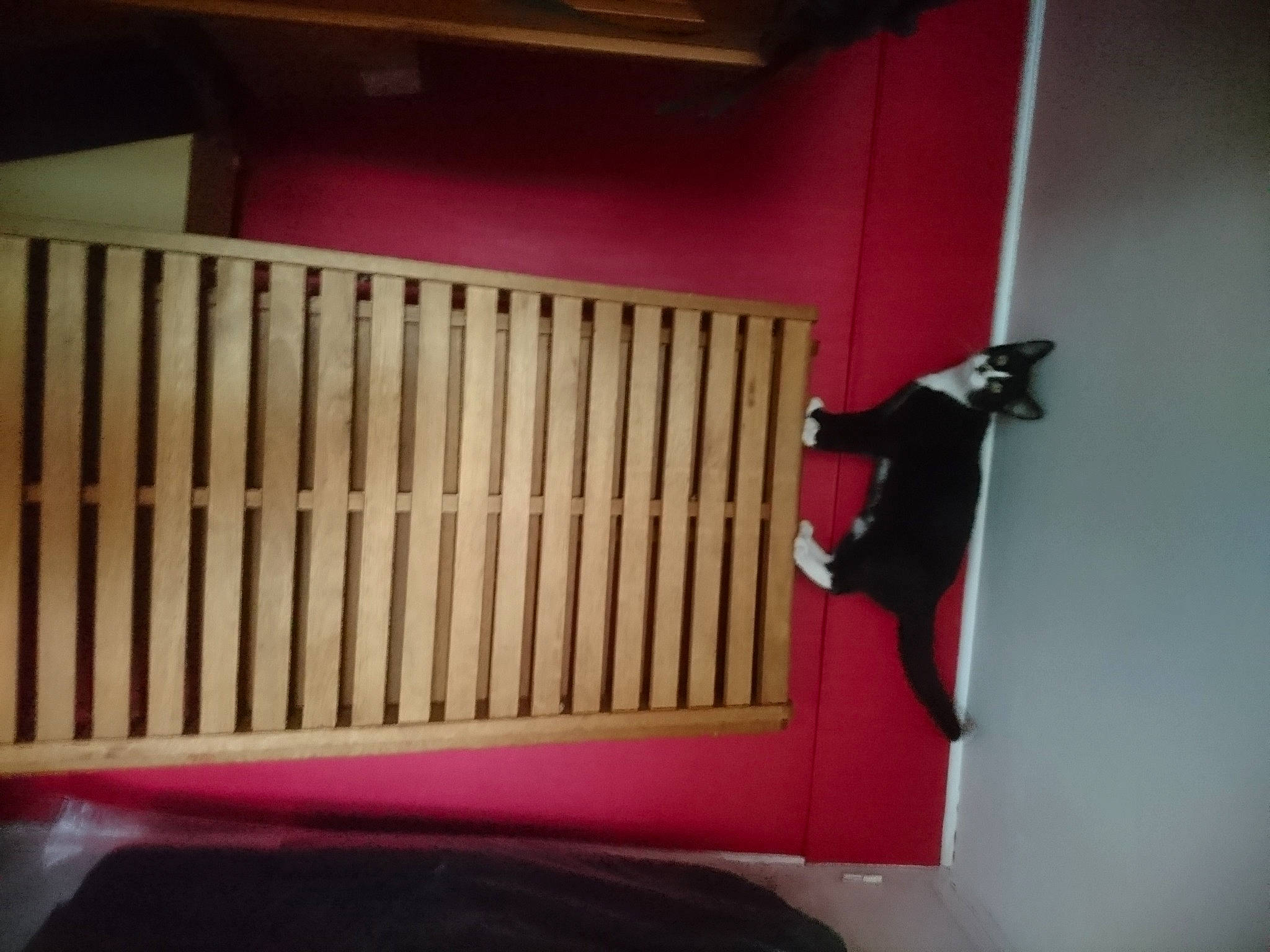 Savana a rejoint le concours — aidez-le/la à gagner de superbes lots ! carnivore, chair, comfort, door, fixture, flooring, handrail, hardwood, magenta, nursery, pattern, plywood, room, tints_and_shades, varnish, wood, wood_stain